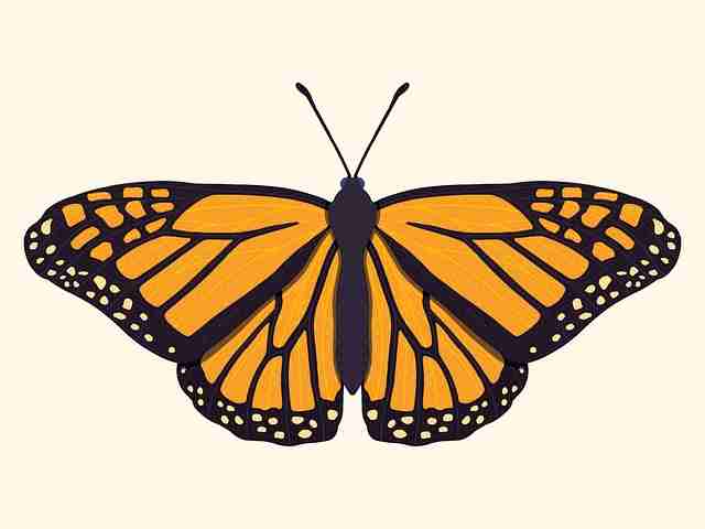 深度解析!限时排位蘑菇视频惊喜升级